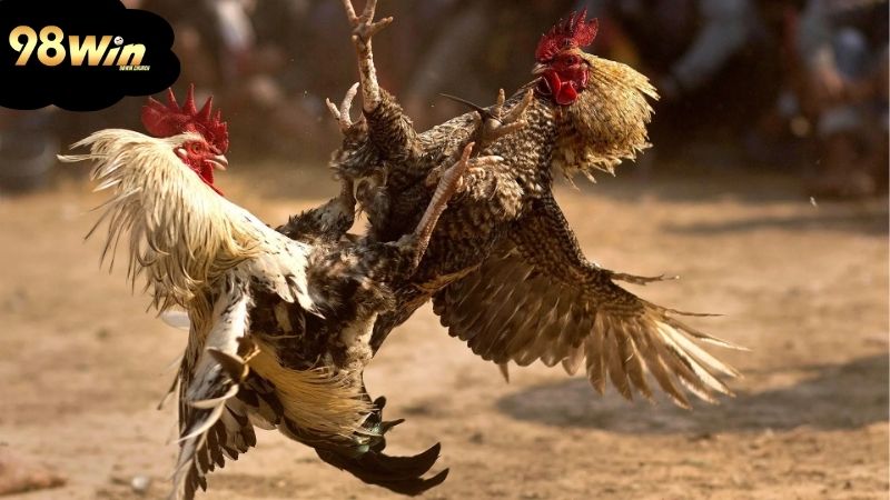 Đá gà mạng: Chơi thế nào để giành chiến thắng lớn 5 kham-pha-doi-net-ve-da-ga-mang
