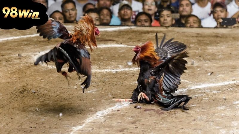Đá gà Peru: Những trận đấu hấp dẫn không thể bỏ qua 7 cach-nhan-biet-giong-ga-choi-khoe-manh