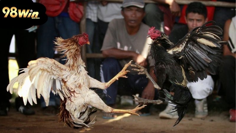 huong-dan-chon-nha-cai-dang-tin-cay-cho-da-ga-truc-tuyen